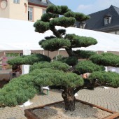 Faszination Japan 2017